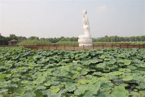 西安哪個公園荷花?荷塘月色下的詩情畫意